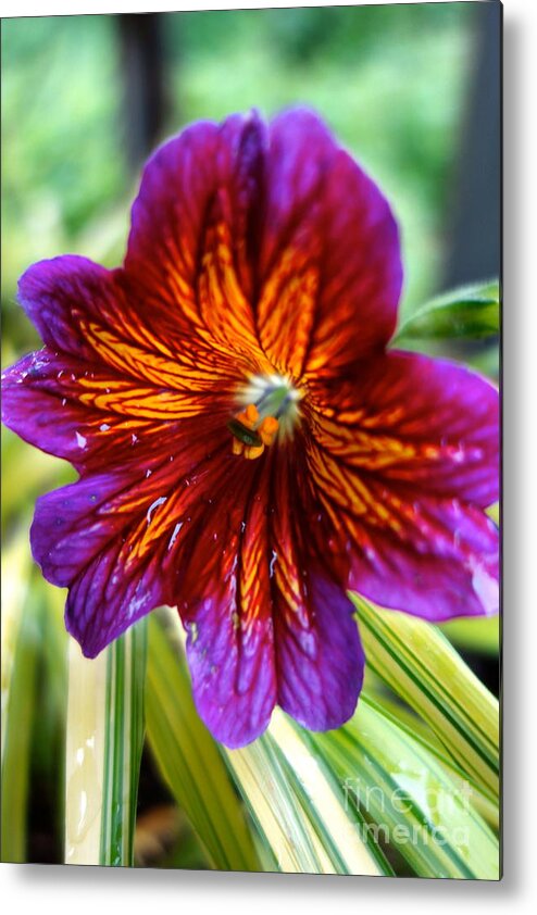 Petals Metal Print featuring the photograph Purple and Orange by Jacqueline Athmann