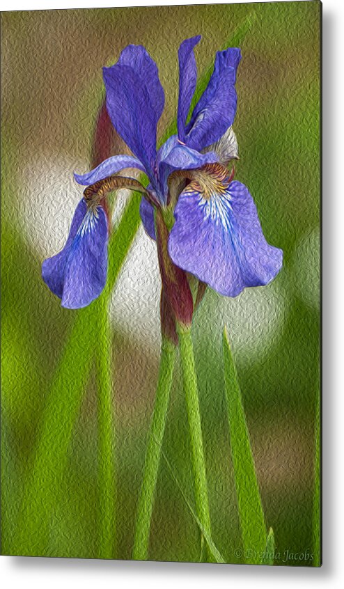 Bearded Iris Metal Print featuring the photograph Purple Bearded Iris Oil by Brenda Jacobs