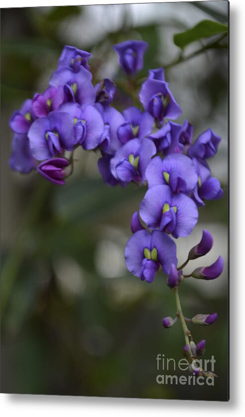 Orchids Metal Print featuring the photograph Purple Cascade by Forest Floor Photography