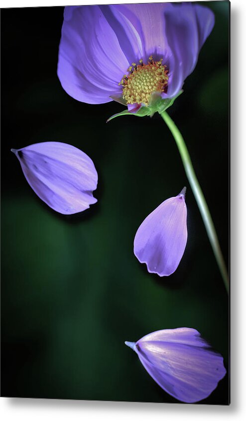 Petal Metal Print featuring the photograph Purple Cosmos by Copyright Alan Drake