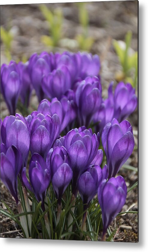 Springtime Metal Print featuring the photograph Purple crocus Flowers by Valerie Collins