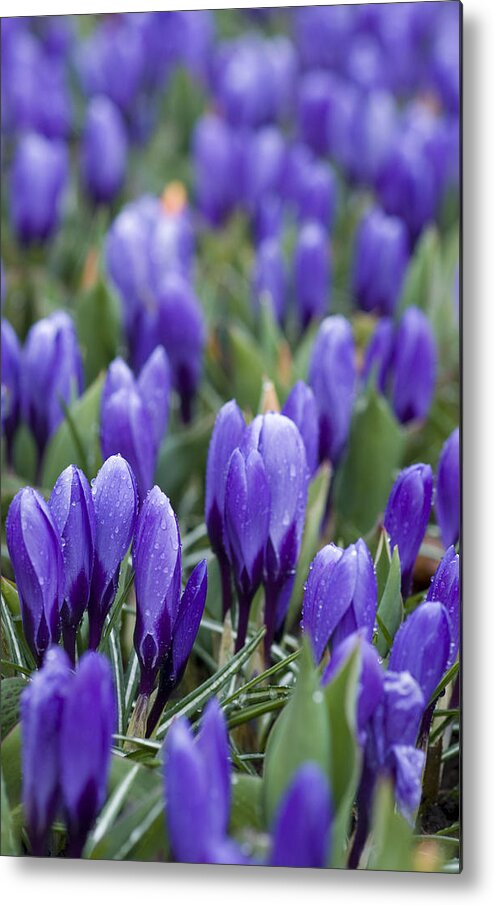 Botany Metal Print featuring the photograph Purple Crocuses by Juli Scalzi