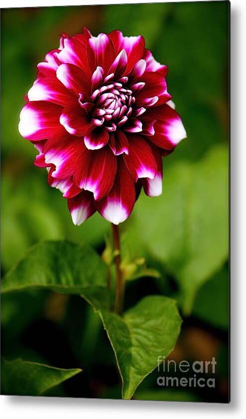 Flower Metal Print featuring the photograph Purple Dahlia by Lisa Billingsley