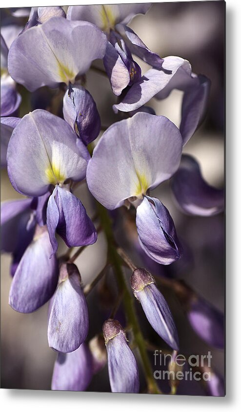 Wisteria Metal Print featuring the photograph Purple Of Wisteria by Joy Watson