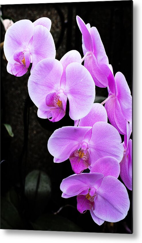 Orchid Metal Print featuring the photograph Purple Orchid by Michael Porchik