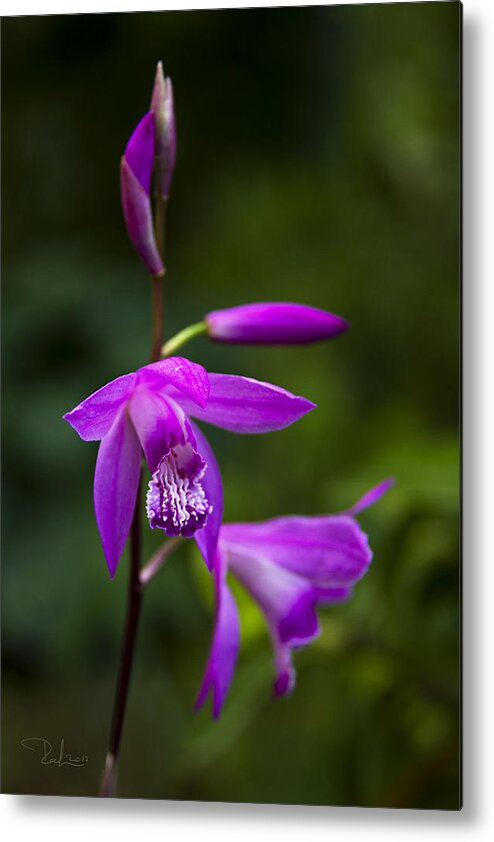 Orchid Metal Print featuring the photograph Purple Orchid by Raffaella Lunelli