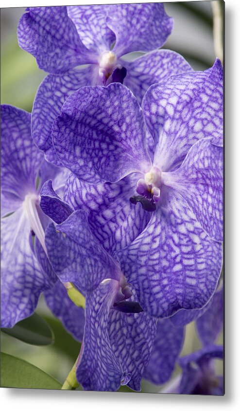 Orchids Metal Print featuring the photograph Purple orchids by Elena Perelman