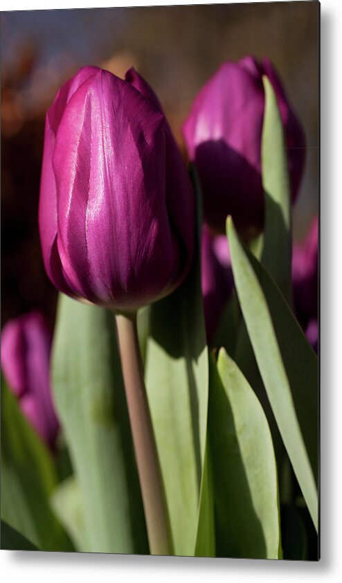 Purple Metal Print featuring the photograph Purple Tulip by Caroyl La Barge