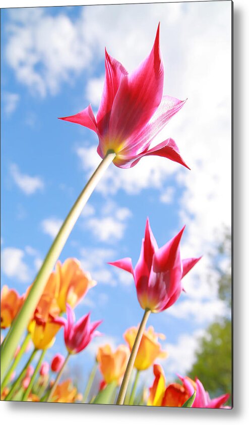 Brooklyn Metal Print featuring the photograph Purple Tulips 02 by Keith Thomson