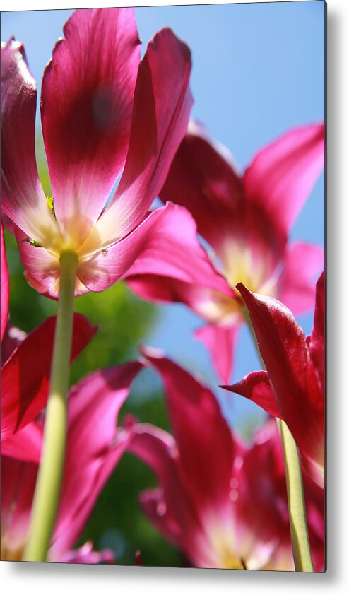 Brooklyn Metal Print featuring the photograph Purple Tulips 03 by Keith Thomson