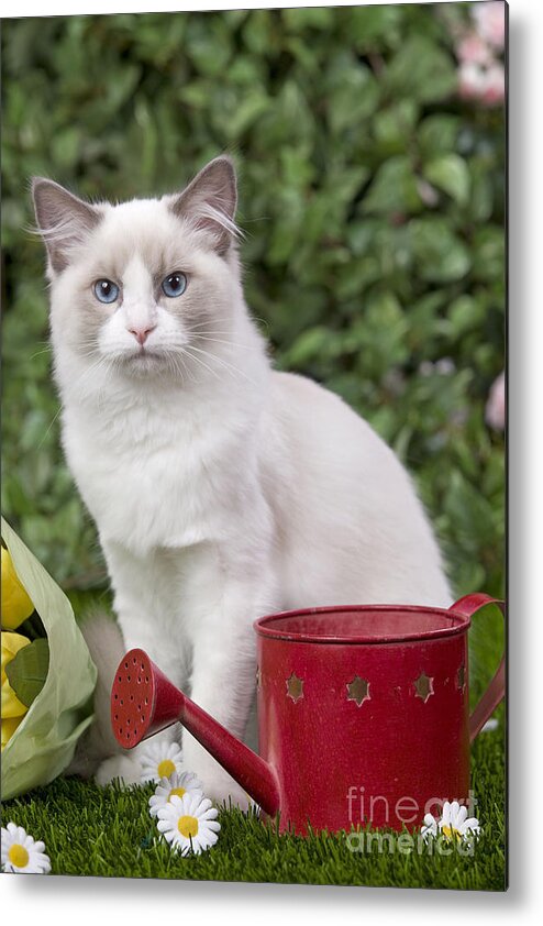 Cat Metal Print featuring the photograph Ragdoll Cat by Jean-Michel Labat