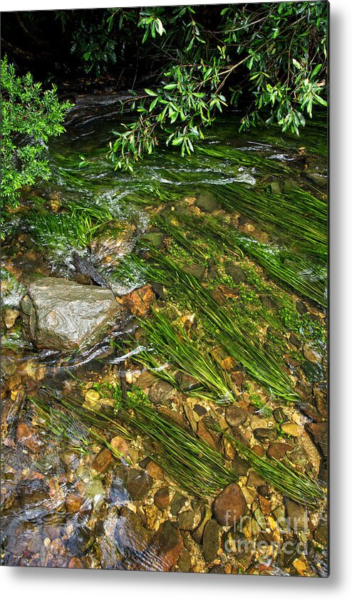 Rain Forest Metal Print featuring the photograph Rain Forests A G by Peter Kneen