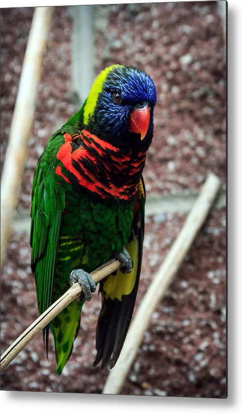 Rainbow Lory Metal Print featuring the photograph Rainbow Lory Too by Sennie Pierson