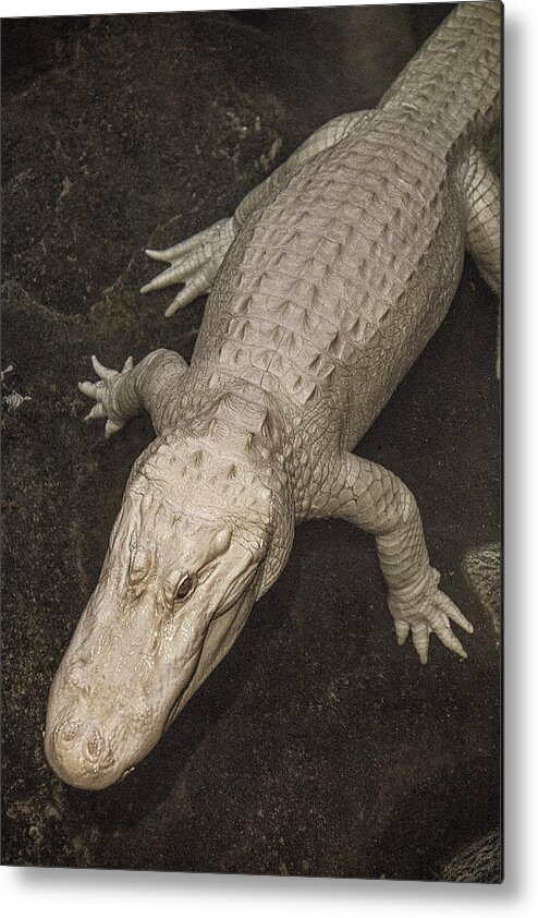 Rwhite Metal Print featuring the photograph Rare White Alligator by Garry Gay