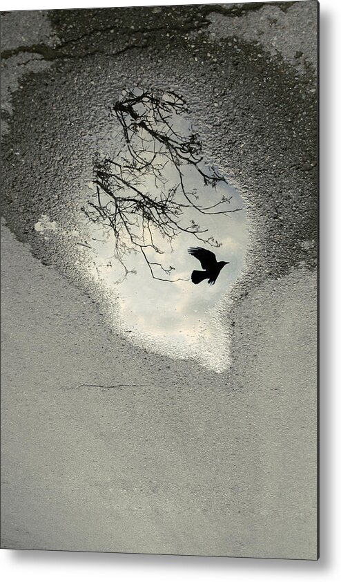 Crow Metal Print featuring the photograph Raven reflection by Cambion Art