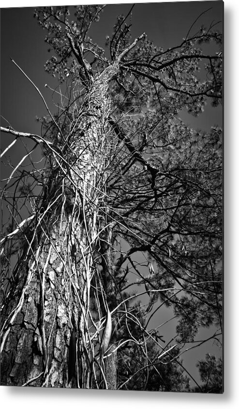 Tree Metal Print featuring the photograph Reaching to the Sky by Greg Jackson