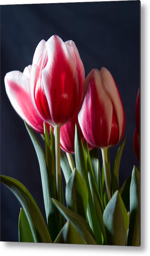 Flowers & Plants Metal Print featuring the photograph Red and white tulips by Jeff Folger