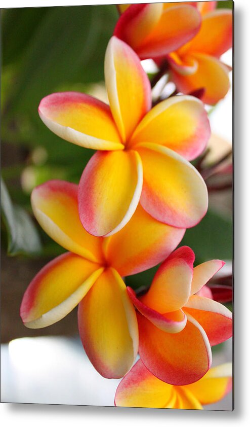 Red Metal Print featuring the photograph Plumeria Smoothie by Brian Governale