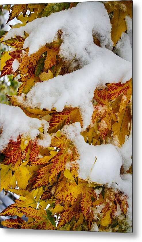Tree Metal Print featuring the photograph Red Autumn Maple Leaves With Fresh Fallen Snow by James BO Insogna