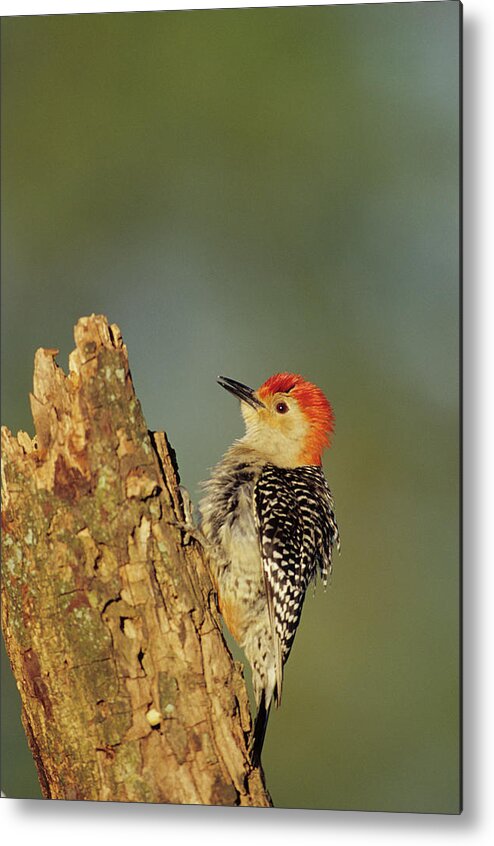 Avian Metal Print featuring the photograph Red-bellied Woodpecker (melanerpes by Richard and Susan Day
