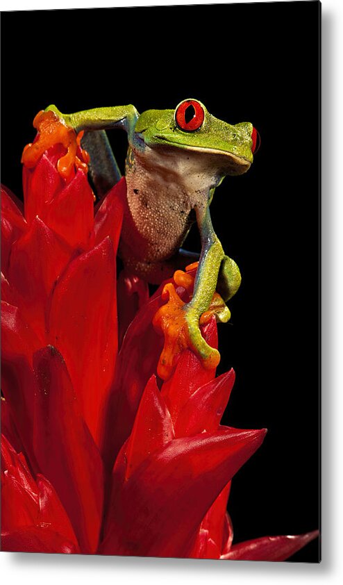 Frog Metal Print featuring the photograph Red Eye by Jack Milchanowski