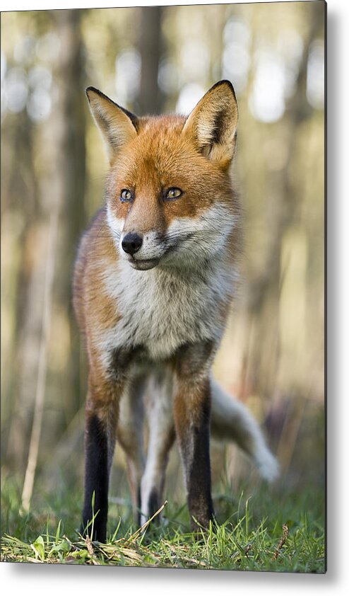 Flpa Metal Print featuring the photograph Red Fox Portrait England by Elliott Neep