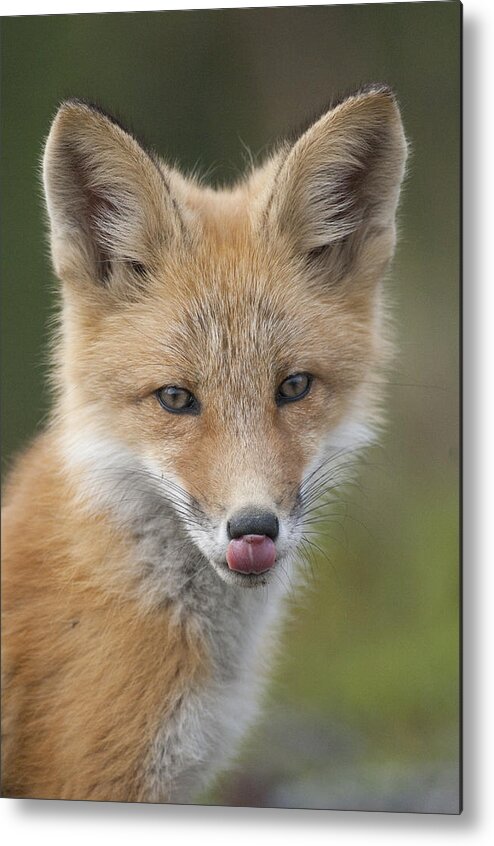 530769 Metal Print featuring the photograph Red Fox Pup Alaska by Michael Quinton