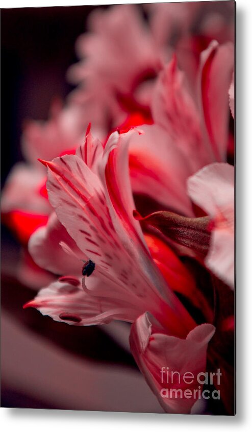 Adria Trail Metal Print featuring the photograph Red Freesia by Adria Trail