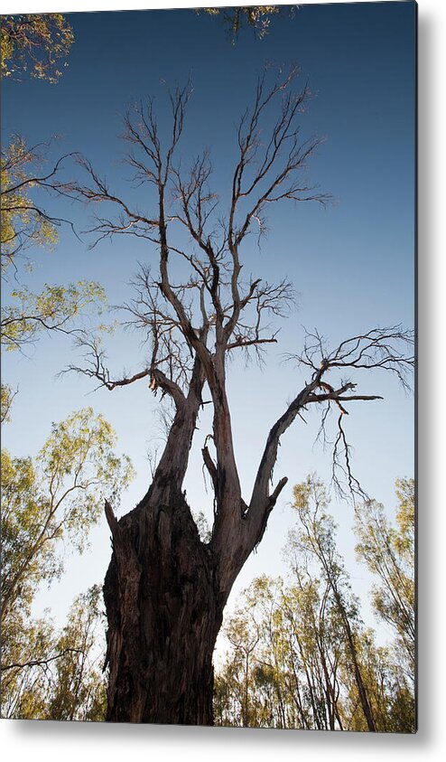 Australia Metal Print featuring the photograph Red Gum Trees Are Iconic Australian by Ashley Cooper