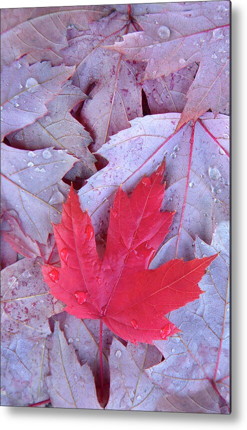 Outdoors Metal Print featuring the photograph Red Maple Leaf by Grant Faint