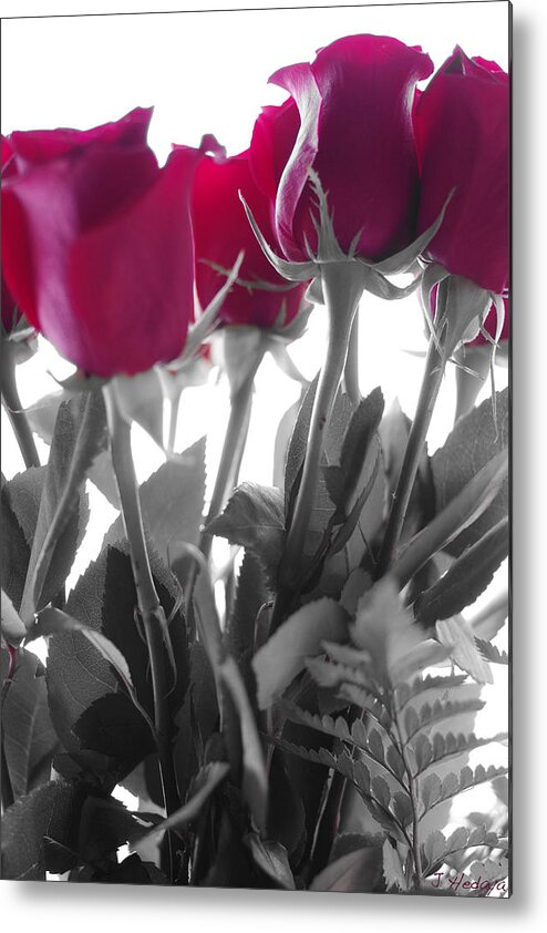 Flowers Metal Print featuring the photograph Red Rose Color Block by Joseph Hedaya