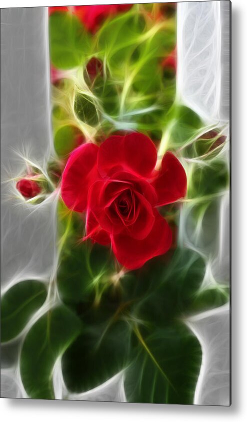Red Rose Photographs Metal Print featuring the photograph Red Rose by Joann Copeland-Paul
