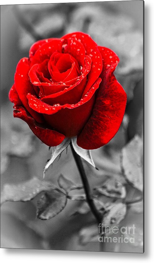 Red Rose Photograph On Black And White Background Metal Print featuring the photograph Red Rose on Black and White by Terri Morris