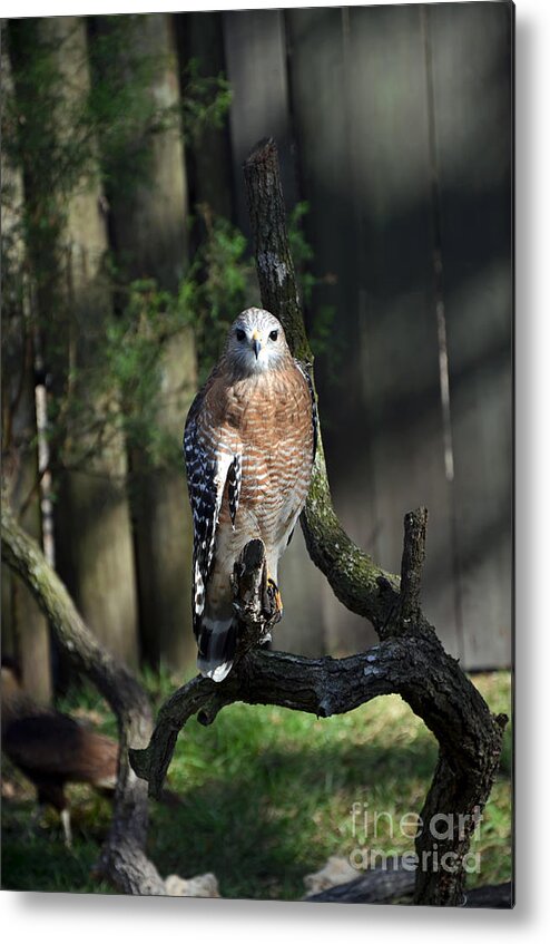 Red-shoulder Hawk Metal Print featuring the photograph Red Shouldered-Hawk by Robert Meanor