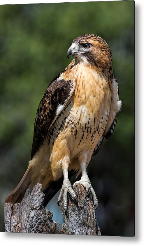 Red Tailed Hawk Metal Print featuring the photograph Red Tail Hawk Portrait by Dale Kincaid