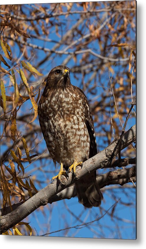 Red-tailed Metal Print featuring the photograph Red-Tailed Hawk in a Willow Tree by Kathleen Bishop
