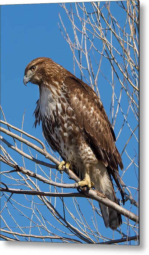 Red-tailed Hawk Metal Print featuring the photograph Red-tailed hawk watching the ducks by Kathleen Bishop