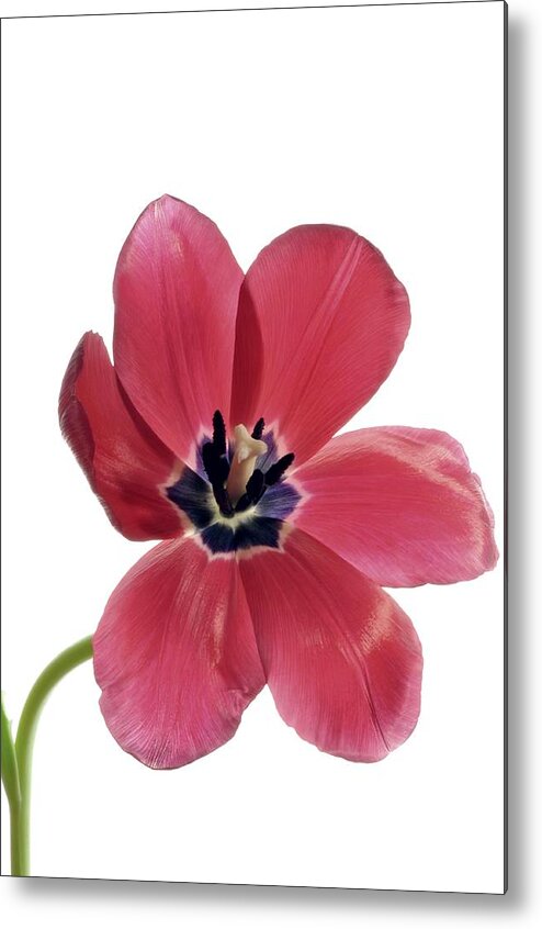 Flower Metal Print featuring the photograph Red Transparent Tulip by Phyllis Meinke