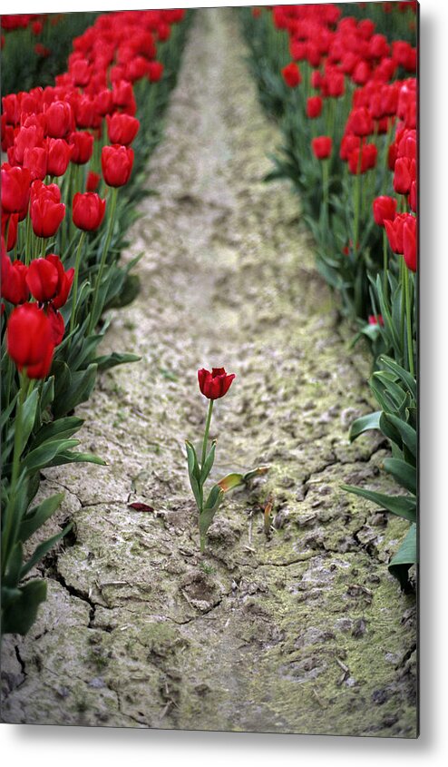 Travel Metal Print featuring the photograph Red tulips by Jim Corwin