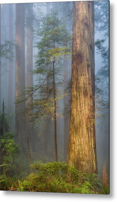 Redwoods Metal Print featuring the photograph Redwoods in the Blue Mist by Greg Nyquist