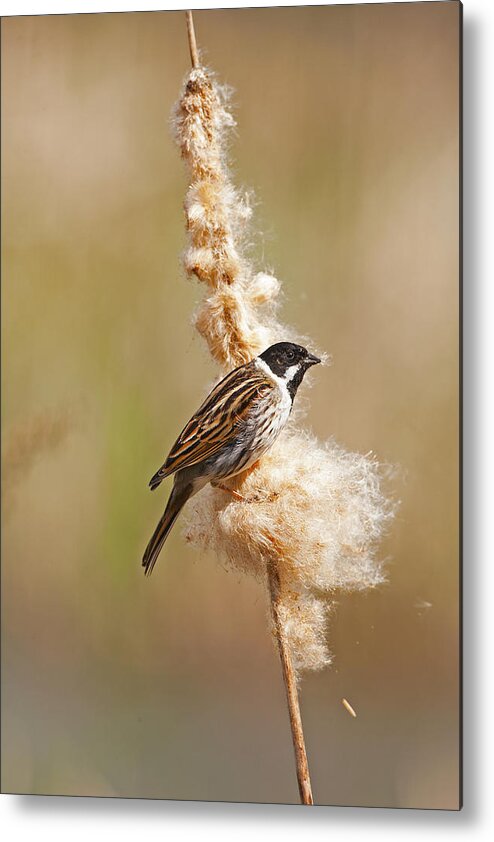 Reed Metal Print featuring the photograph Reed Bunting on reed mace. by Paul Scoullar