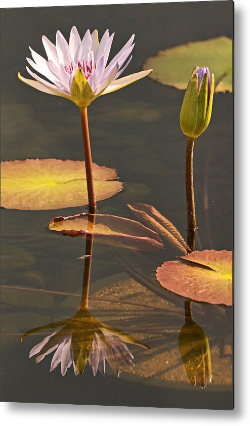 Water Lilies Metal Print featuring the photograph Reflected Water Lilies by Theo OConnor