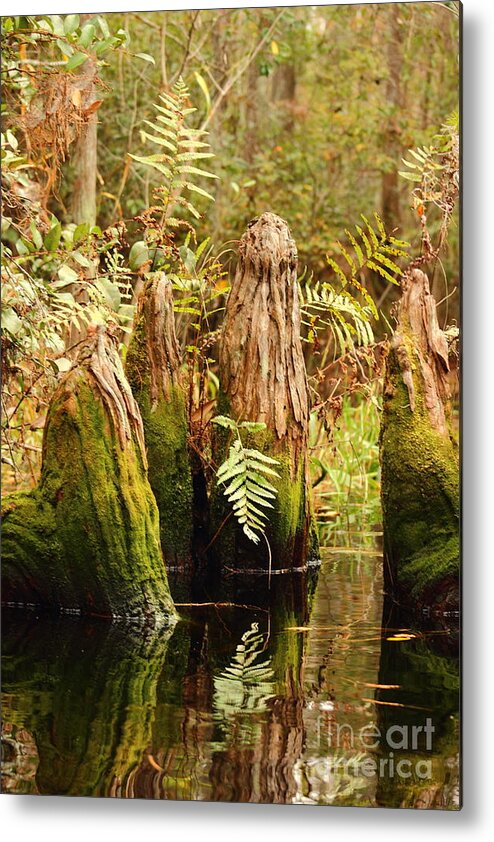 Swamp Metal Print featuring the photograph Reflecting Cypress Knees by Andre Turner