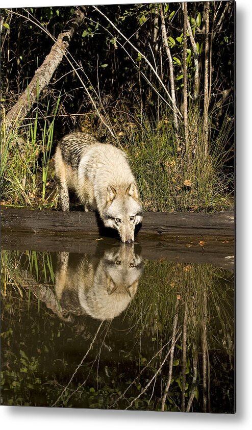 Wolf Metal Print featuring the photograph Refreshment by Jack Milchanowski