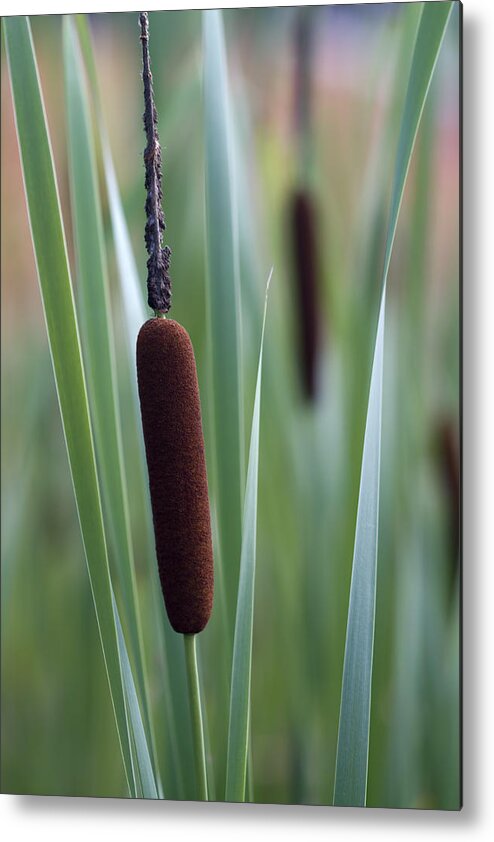Typha Latifolia Metal Print featuring the photograph Regal American Cattails by Kathy Clark