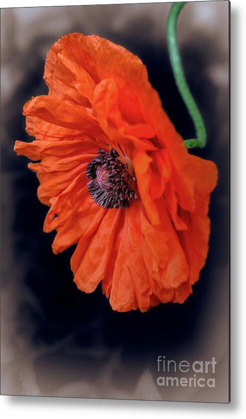 Poppy Metal Print featuring the photograph Remembrance Day Poppy by Henry Kowalski