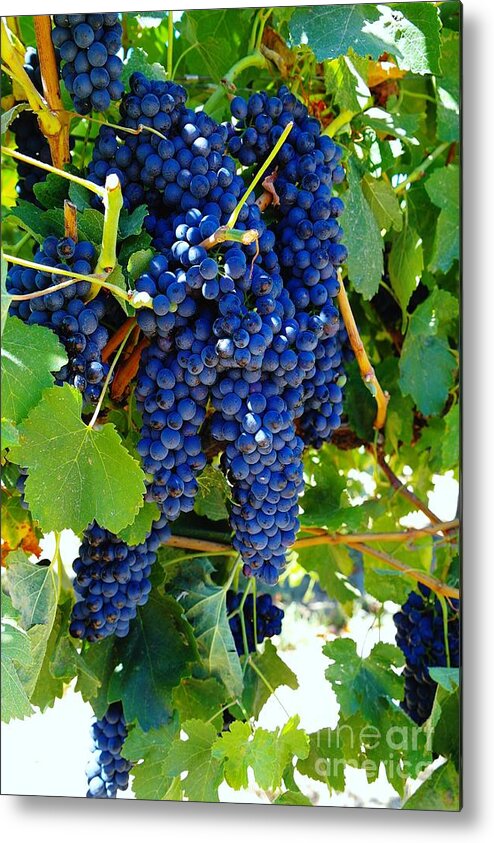 Wine Metal Print featuring the photograph Rich On The Vine  by Jeff Swan