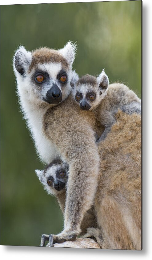 Feb0514 Metal Print featuring the photograph Ring-tailed Lemur And Twins Madagascar by Suzi Eszterhas