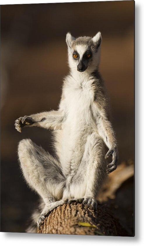 Feb0514 Metal Print featuring the photograph Ring-tailed Lemur Sunning Berenty by Suzi Eszterhas