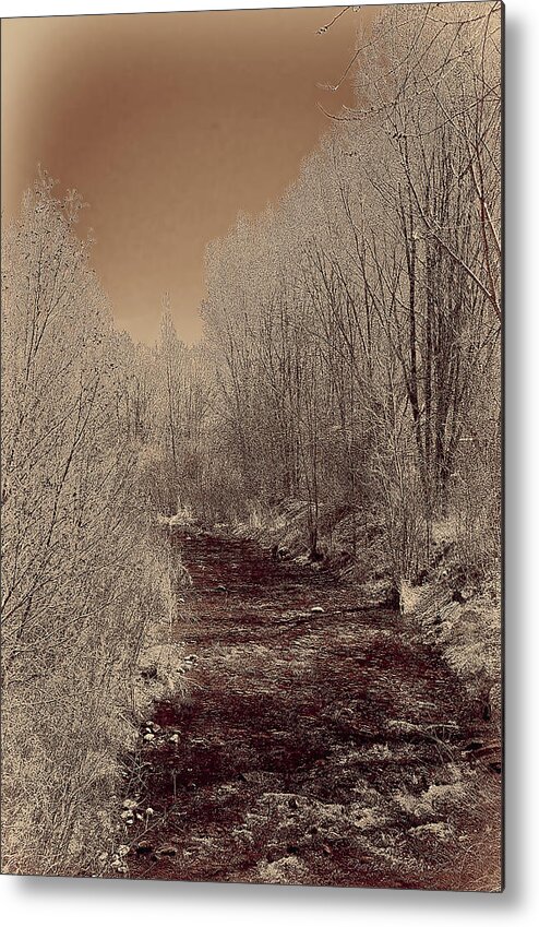  Rio Metal Print featuring the photograph Rio Taos Bosque IV by Charles Muhle